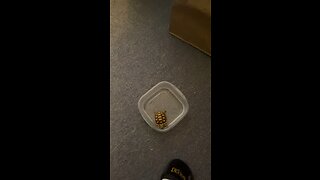 Otis the Freaking Tortoise! (Video is craaaazy!!)