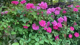 Gardening Climbing Roses