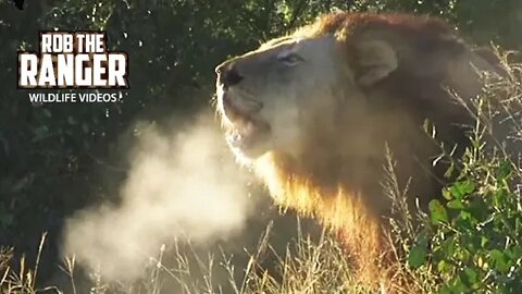 Excellent Wild Lion Roar - Steaming Breath!