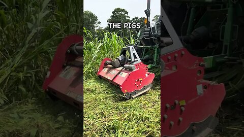 No Tilling a Second Crop of Buckwheat #regenerativeagriculture #covercrops #soilhealth