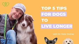 Top 5 Expert Tips: How to Help Your Dog Live a Long and Healthy Life | With Dr Peter Dobias