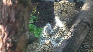 Rare Amur leopard cubs dazzle zoo spectators