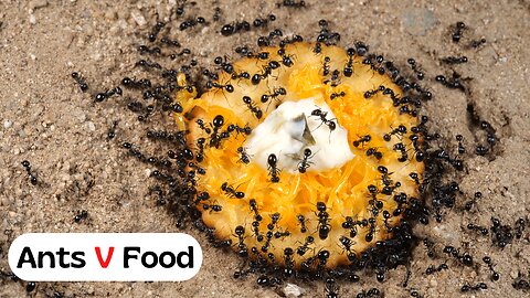 Ant Colony vs Cheese Cracker Time Lapse 4k