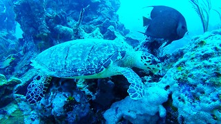 Hungry sea turtle shares meal with angelfish