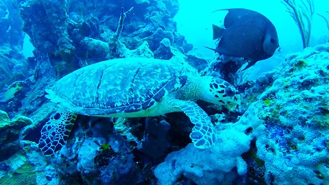 Hungry sea turtle shares meal with angelfish