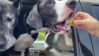 Funny Polite Great Danes Share A Cheeseburger Treat