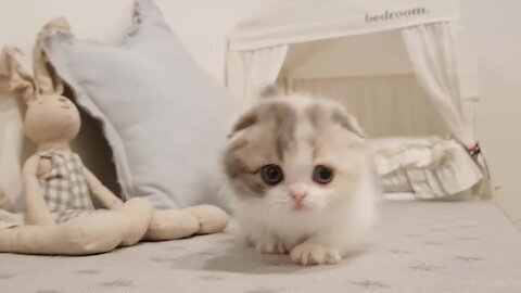 cute kitten videos short leg cat- KimsKennelUS