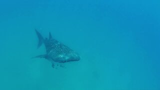 Snorkeler jumps in the water and loses fin, but gets an amazing surprise!