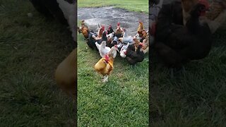 Peanut Time Is One Of Their Favorites #chickens #chickenshorts