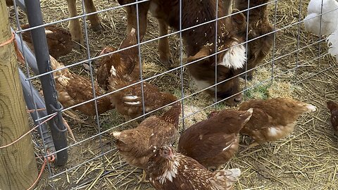 Happy birds helping themselves…