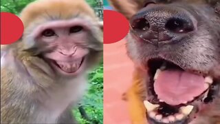 Doggy monkey funny video us