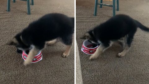 Puppy Gets Very Angry At Empty Food Bowl