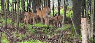 Mama attends to her fawns
