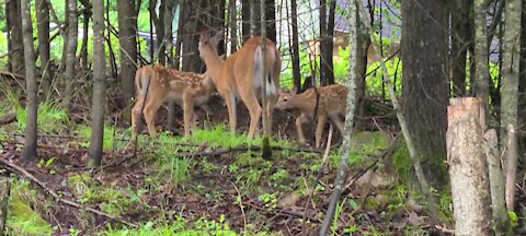 Mama attends to her fawns
