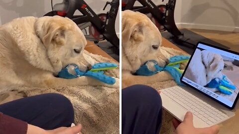 Musical dog makes catchy beat with squeaky toy