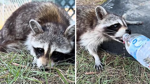 Incredible woman saves injured baby raccoon from the road