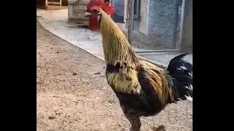 Rooster Crowing Compilation Plus