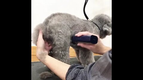 Dog Clippers Pet Grooming