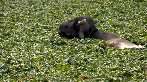 Buffalo Swimming In Between Water Hyacinth Plants