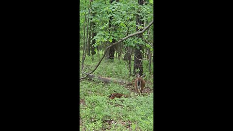 Fawn