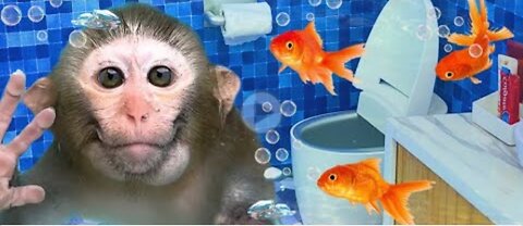 Monkey Baby Bon Bon forgot to turn off the water in the toilet and eat with duckling at the pool