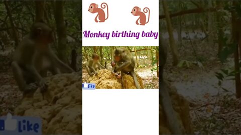 Monkey birthing baby ®