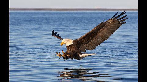 The_eagle_dies_ while_hunting_Octopus_in_Ocean