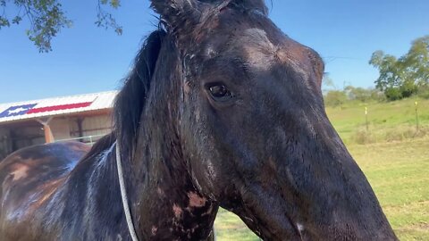 Mr. T Follow Up On Itching & Rubbing - Vet Says Sweet Itch