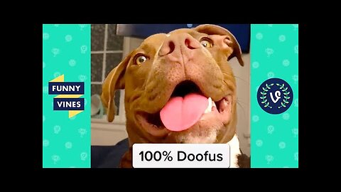 FUNNY99TEAM | DOG IS 100% DOOFUS 🐶 | FUNNY DOGS