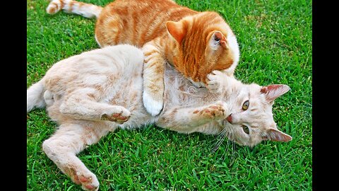 Kittens fighting -mother cat punished her baby kittens.