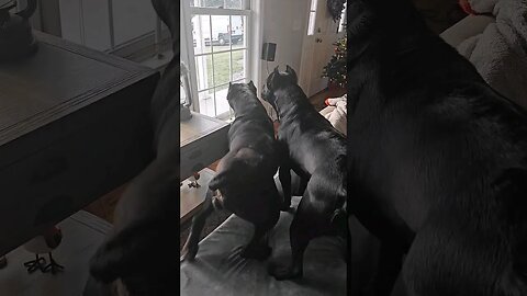 Hold My Beer Energy 😳🍺 Cane Corso natural guarding instincts #canecorso #shorts #dog