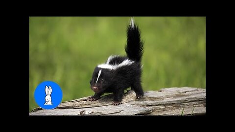 Hilarious Attempts: Adorable Baby Skunks Learning to Spray - Must-Watch Compilation!