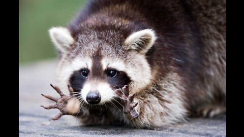 Pet Raccoon