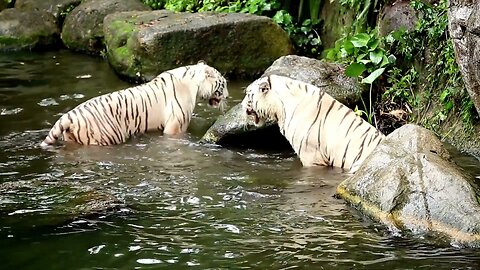 Tiger fight | Animal | Wild | Jungle