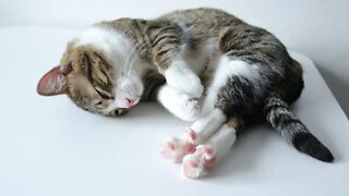 Funny Cat Stretches His Little Pink Toe Beans