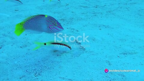 Tropical Paradise: A Close-Up Look at Coral Reefs and Their Dazzling Residents