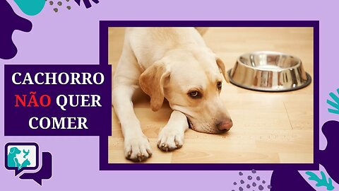 CACHORRO NÃO QUER COMER - 3 motivos