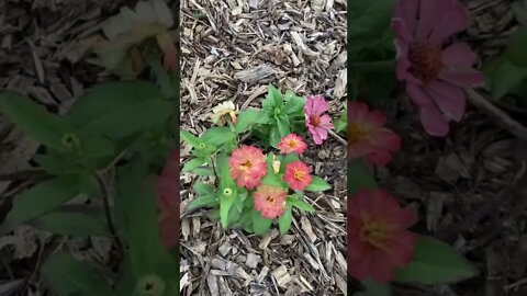 Garden blooms! #shorts #gardening #flowerfarm