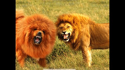 TrollPrankDogFunny fake Lion and Fake Tiger To dog Huge BoxPrank to dog