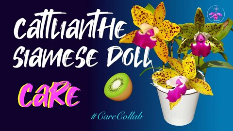 Cattlianthe Siamese Doll 'Kiwi' 🥝CARE | I am confused 😅2021 was a strange year #CareCollab