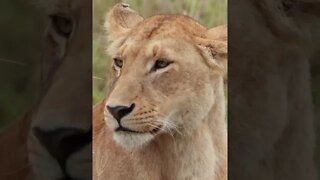 Maasai Mara Sightings Today 15/08/21 (Lions, Buffalo, etc) | Zebra Plains | #shorts
