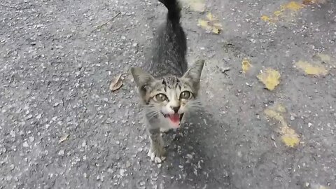 Funny cats