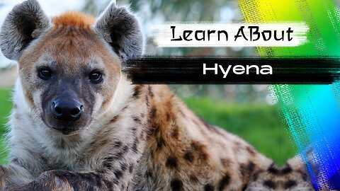 Hyena One Of The Cutest But Dangerous Animals In The World