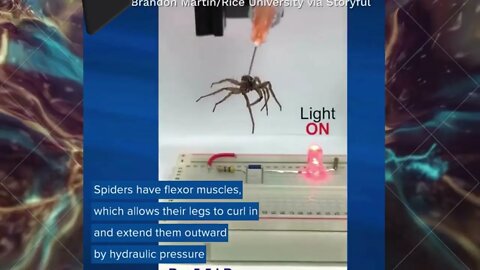 Spider Robots made from dead spiders in lab