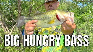 These Big Bass are INSANELY Aggressive!