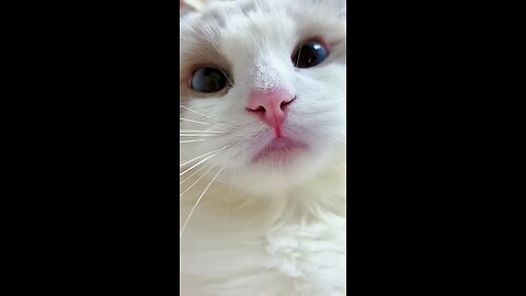 #shorts cat meme & kitten (tik tok video]💘 - funny cats meow baby cute compilation [cat-cash home)