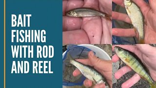 Bait Fishing With Rod And Reel / Shiners Perch Northern Pike and Sunfish