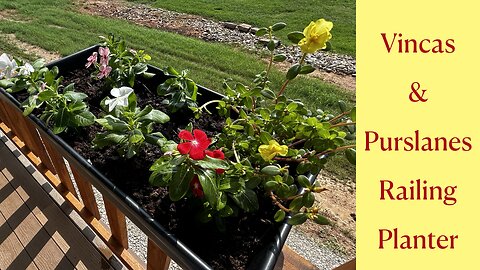 DIY: How to Create a Stunning Railing Pot with Purslanes and Vincas