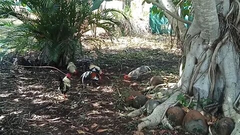 Some Roosters eating grain 2nd July 2021