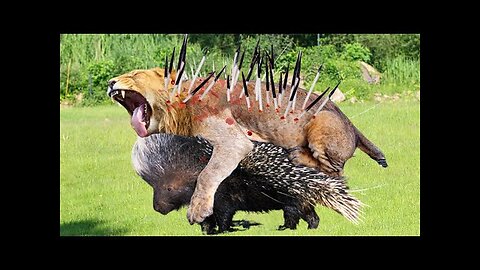 Porcupines Are Very Dangerous! This Giant Porcupine Easily Defeats Lion Thanks To Its Sharp Spikes